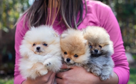 Buying & Selling Animals & Pets Online in Dubai, UAE