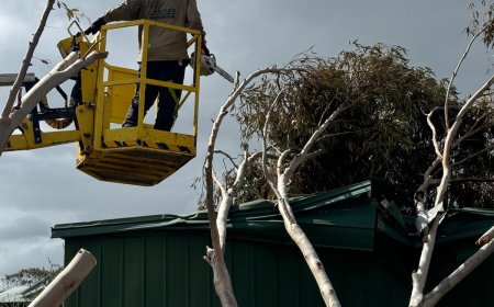The Crucial Steps in Hazardous Tree Removal: A Detailed Look at Benj Geerling’s Process