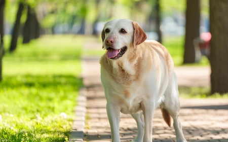 Smart Picks for Your Pup: Premium Dog Products to Try