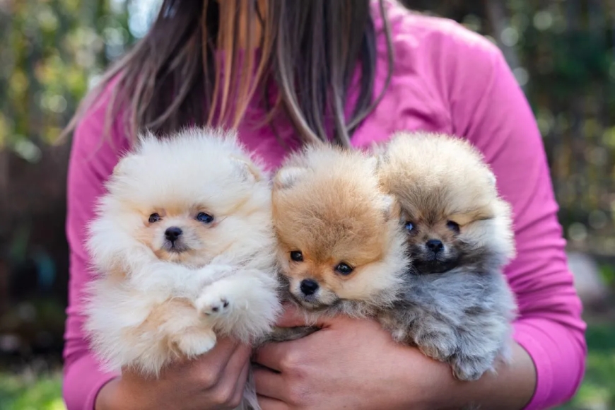 Buying & Selling Animals & Pets Online in Dubai, UAE