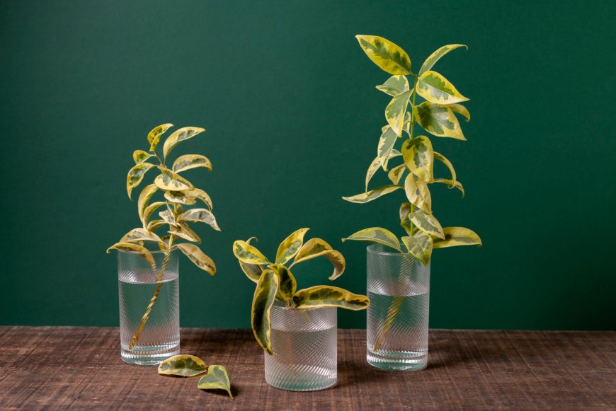 Self Watering Planter