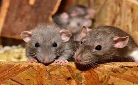 Rodent Control Melbourne Solutions for Safer, Cleaner Living Spaces