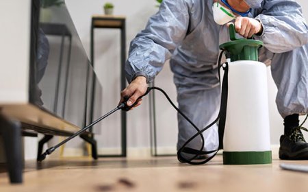 Top-Rated Pest Control Services in Beith: What You Need to Know