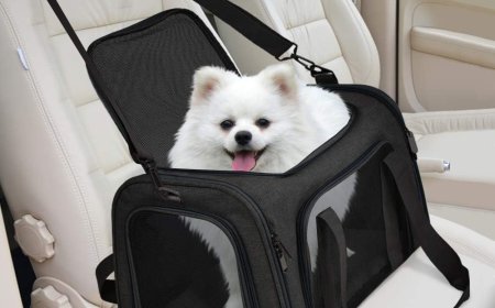 Choosing the Perfect Solution for Your Dog and Carrier Needs
