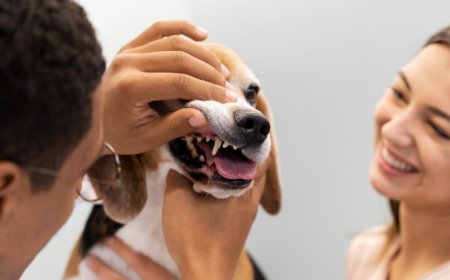 Why Dental Health for Pets Is More Important Than You Think
