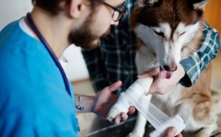 Holiday & Weekend Pet Emergencies: Why After-Hours Veterinary Care Is a Lifesaver