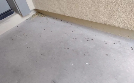 General Pest Control in Peoria, AZ