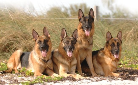German Shepherd for Sale in Florida – Puppies & Adults Available