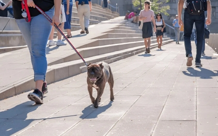 What Sets Chicago’s Elite Dog Academies Apart from the Rest?