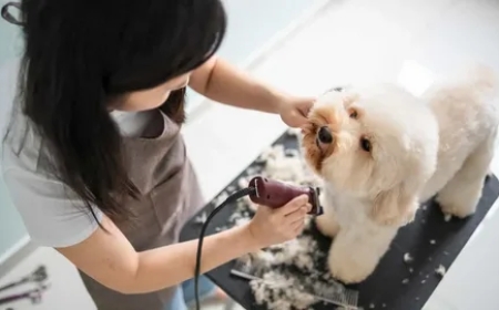 Trusted Dog Grooming in San Ramon, East Bay