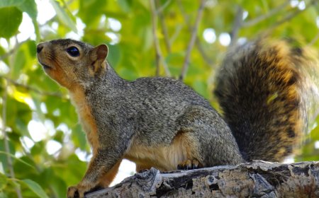 Why You Need a Squirrel Removal Service in the Summer