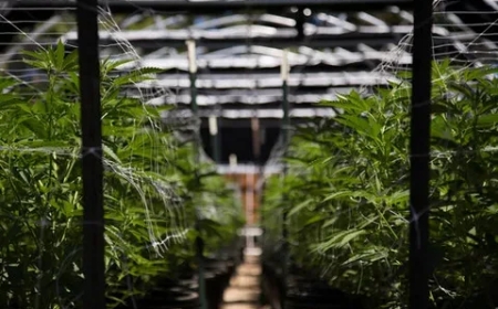 How the Best Trellis for Cannabis Enhances Flower Quality