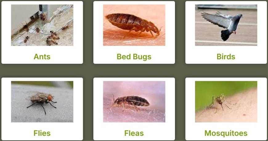 Bee Pest Control Perth: Safe Solutions for You and the Bees