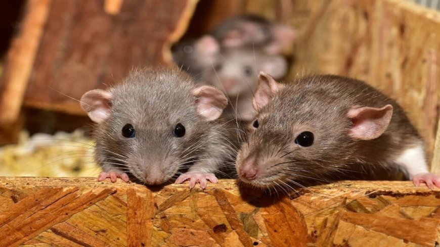 Rodent Control Melbourne Solutions for Safer, Cleaner Living Spaces