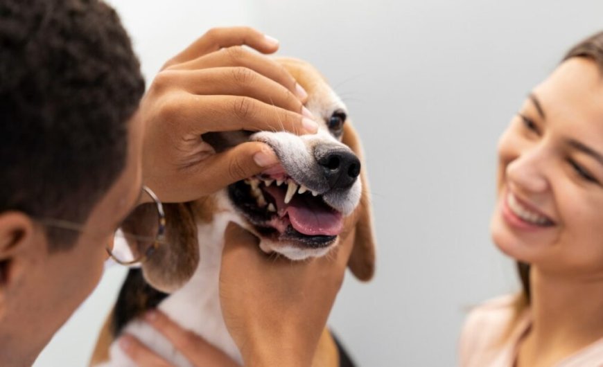 Why Dental Health for Pets Is More Important Than You Think