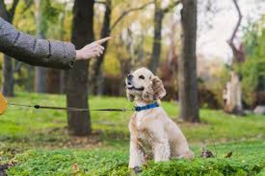Why In-Person Dog Training Might Be the Breakthrough You and Your Dog Need
