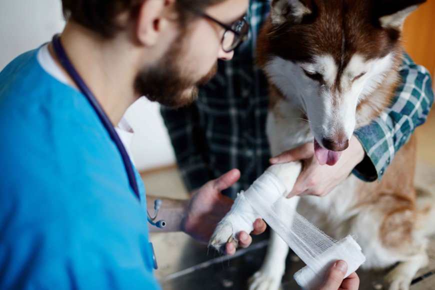 Holiday & Weekend Pet Emergencies: Why After-Hours Veterinary Care Is a Lifesaver