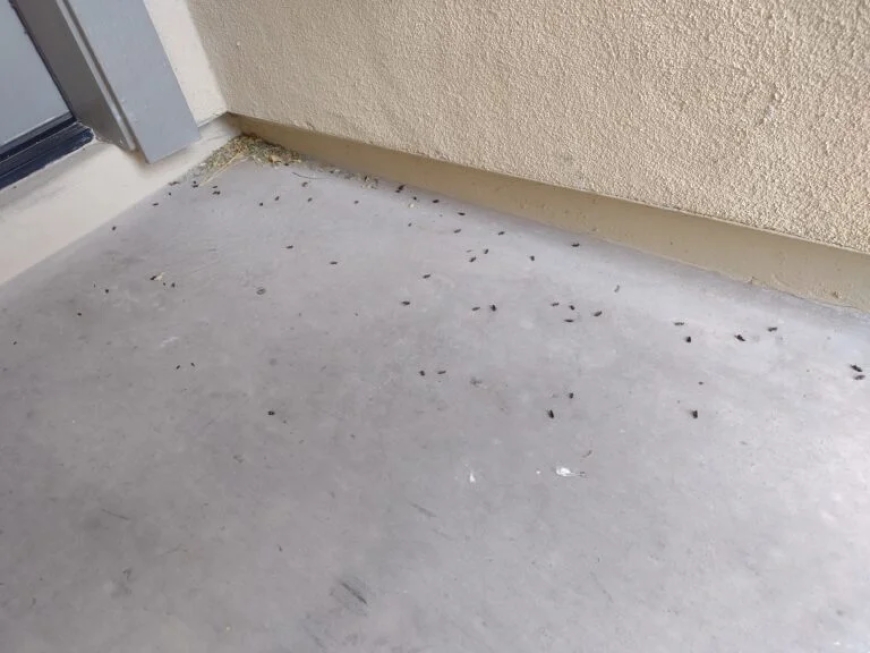 General Pest Control in Peoria, AZ