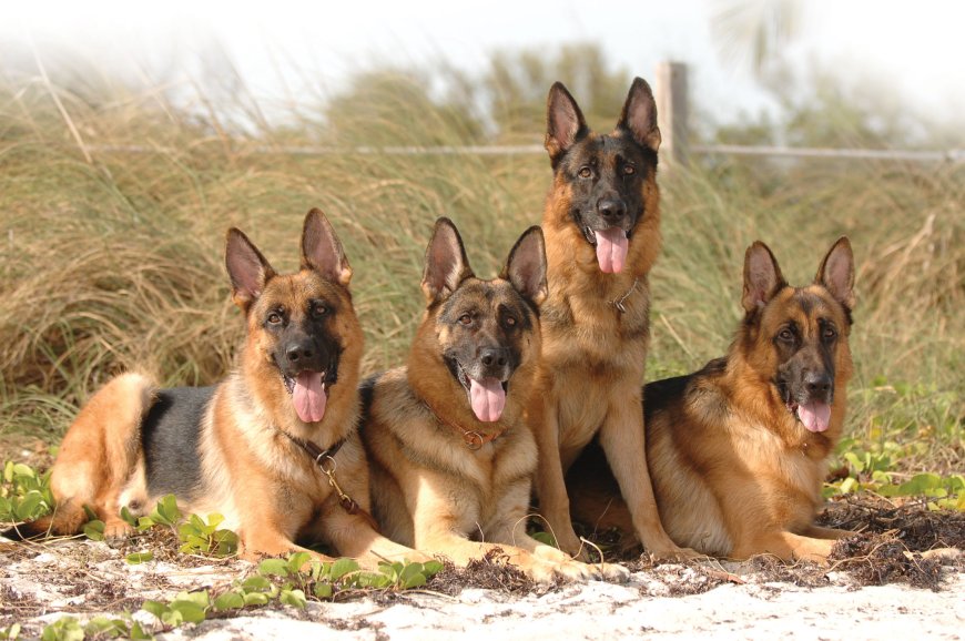 German Shepherd for Sale in Florida – Puppies & Adults Available