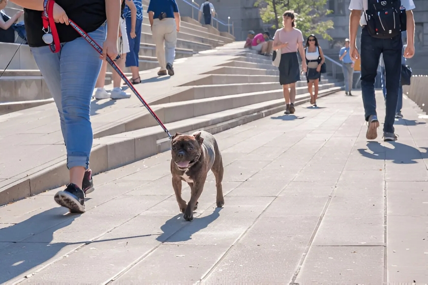 What Sets Chicago’s Elite Dog Academies Apart from the Rest?