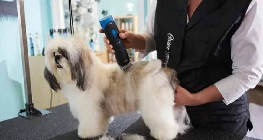 Top Grooming Styles for Shih Tzus You’ll Love
