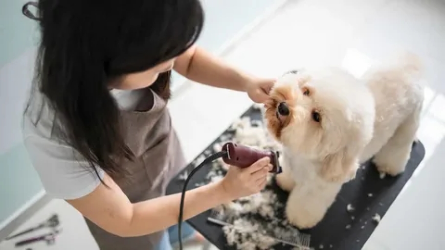 Trusted Dog Grooming in San Ramon, East Bay