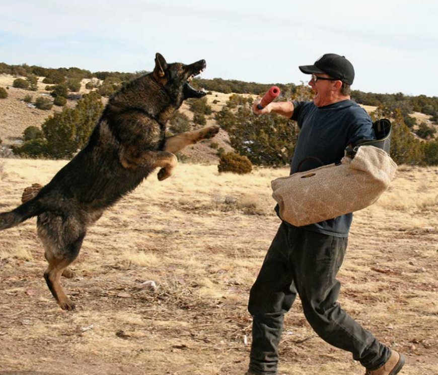 Ultimate Guide to Protection Dog Sale: Trained Personal Protection Dogs for Sale