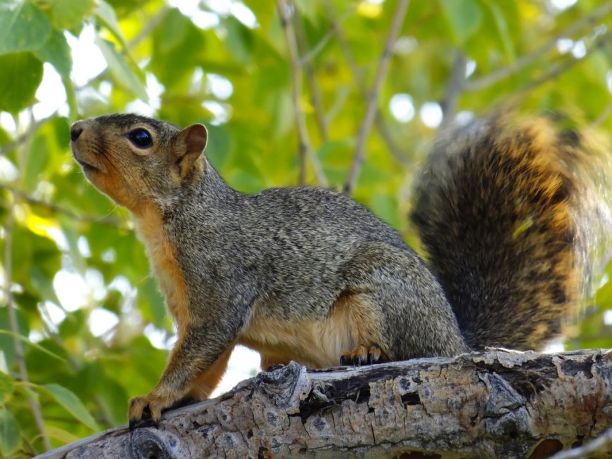 Why You Need a Squirrel Removal Service in the Summer