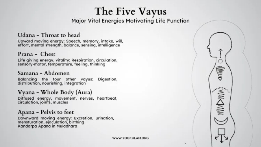 Understanding Apana Vayu: Meaning, Function, and Significance in Yoga and Ayurveda