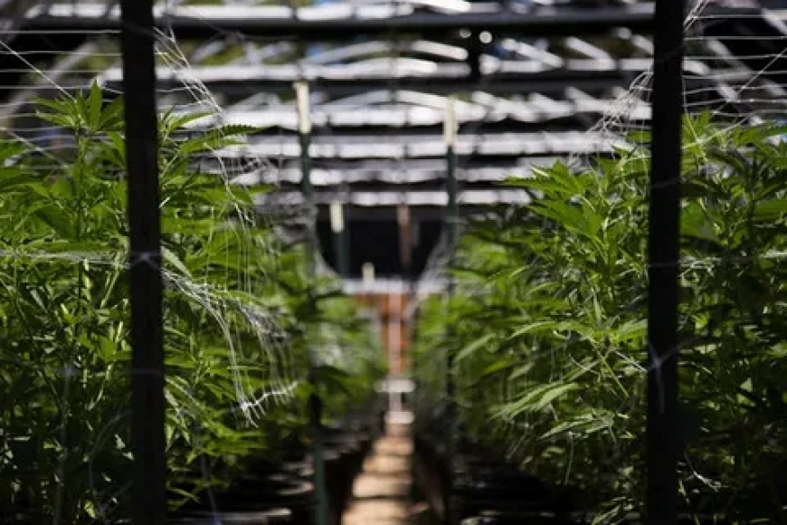 How the Best Trellis for Cannabis Enhances Flower Quality