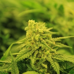 kushbuddy